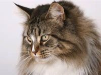 Maine Coon Cat