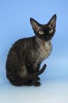 Devon Rex