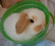 Holland Lop