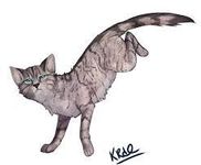 Jayfeather