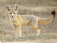 Kit Fox