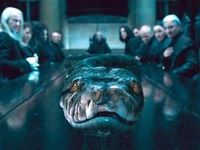 Nagini in my toilet