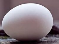 Egg