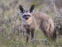 Bat-Eared Fox