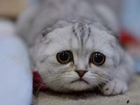 Sad cat 5