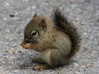 squirrel