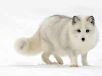 Arctic Fox