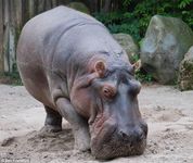 Have a hippo pet.