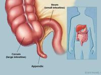 The appendix