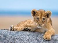 Lion cub