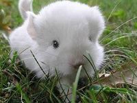 A cuddly, fluffy chinchilla!