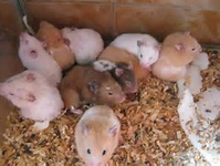 Hamsters