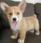 This cute corgi mix.