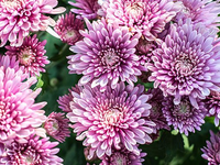 Chrysanthemum (November)