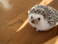 Cute hedgehog