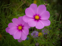 Cosmos (October)