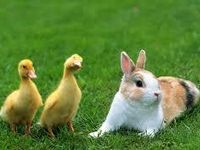 chicks and bunnies