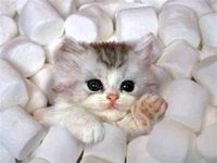 Marshmellow kitten