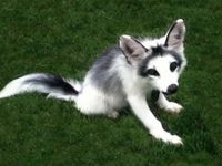 Marble Fox