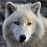 Arctic Wolf