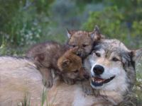 "Get Up, Mama! It's Time To Play!"