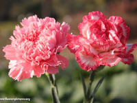 Carnation (January)