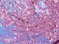 Cherryblossomchild