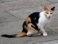 Calico Cat