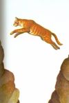 Squirrelflight