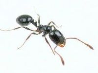 Little Black Ant