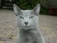 Russian Blue Cat