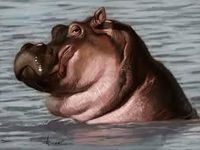 HIPPO