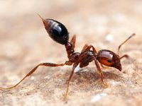 Fire Ant