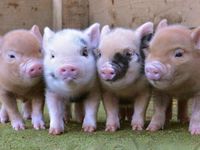 Funny mini piggies wheeeheeheee