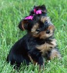 Brown and Black Puppy