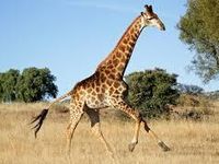 Giraffe