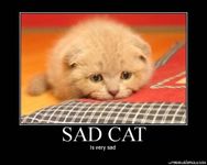 Sad cat 11