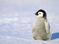 This penguin!