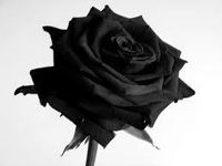 Black rose