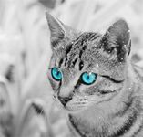 blue-eyes