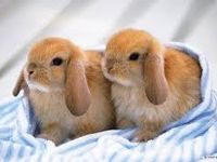 bunniez