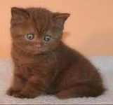 british shorthair cinnamon