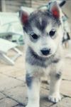 This husky!