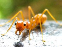 Yellow Meadow Ant