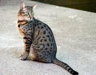 Egyptian Mau