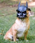 Batdog (officially known as spike)