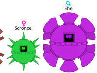 The adopts ( Druds, Scroncel, Ehe, and idda)