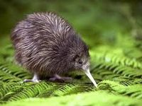 kiwi bird