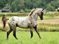 Appaloosa