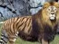 liger